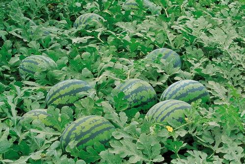 今日吃瓜的图片素材 吃瓜爆料短剧吃瓜爆料大赛每日聚集地